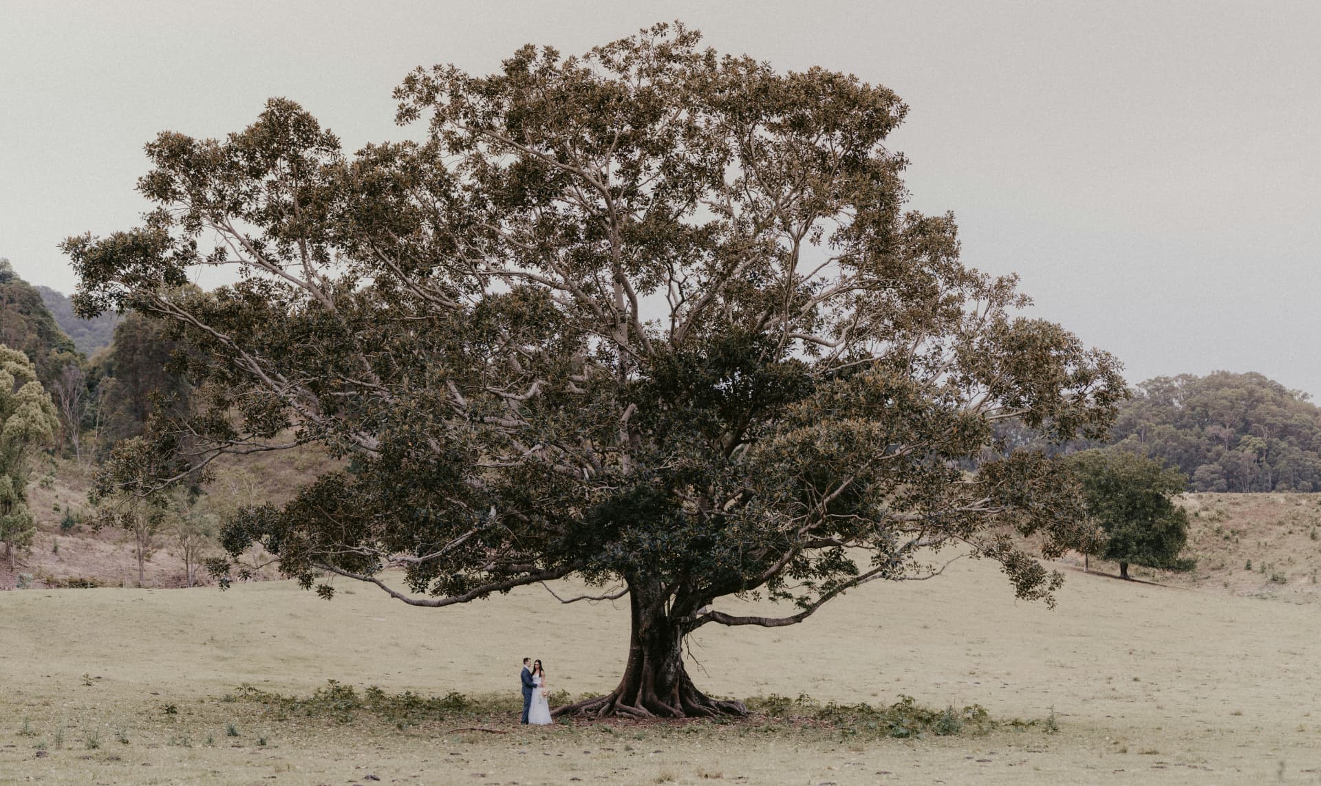 Couple standing beneath an enormous fig tree in an open valley